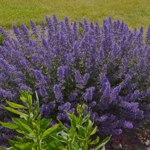 Nepeta faassenii 'Junior Walker™'