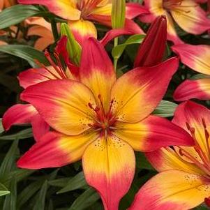 Lilium - Asiatic Lily 'Heartstrings®'