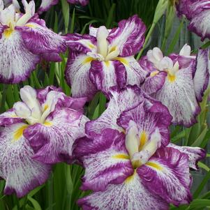 Iris ensata 'Harlequinesque'