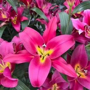 Lilium - OT Hybrid Lily 'Touchstone'