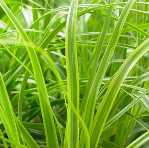 Grass Carex oshimensis 'EverColor® Everlime'
