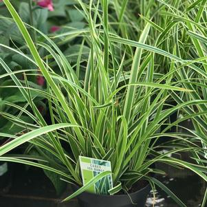 Grass Carex morrowii 'Ice Dance'