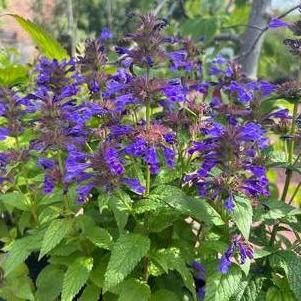 Nepeta 'Neptune'