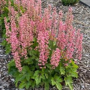Heucherella 'Pink Revolution'