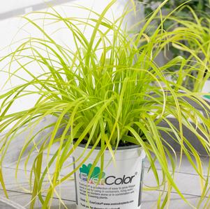 Grass Carex oshimensis 'EverColor® Everillo'