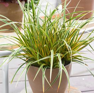 Grass Carex oshimensis 'EverColor® Everglow'