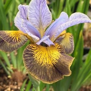 Iris siberica 'Peacock Butterfly™ Uncorked'