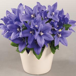 Platycodon grandiflorus 'Pop Star™ Blue'