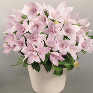 Platycodon grandiflorus 'Pop Star™ Pink'