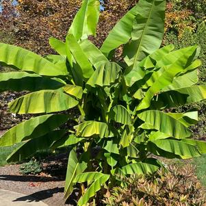 Tropical Musa basjoo