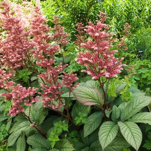 Rodgersia pinnata 'Superba'