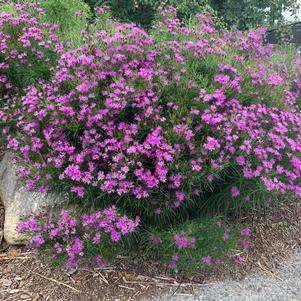 Vernonia lettermannii 'Iron Butterfly'