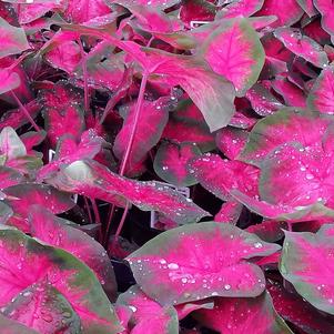 Tropical Caladium 'Best Pink'