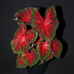 Tropical Caladium 'Best Red'