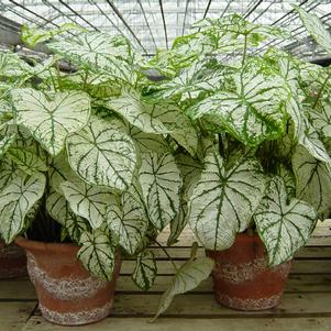 Tropical Caladium 'Best White'