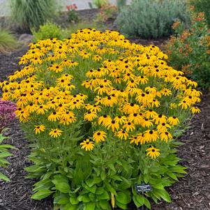 Rudbeckia fulgida 'Goldblitz'