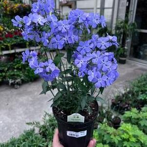 Phlox Woodland divaricata 'Blue Moon'