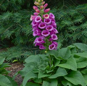 Digitalis purpurea 'Candy Mountain Rose'