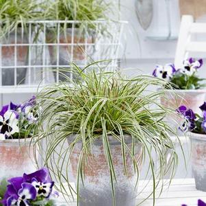 Grass Carex oshimensis 'EverColor® Evercream'