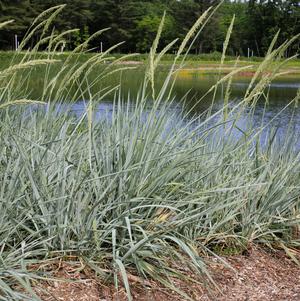 Grass Leymus arenarius 'Blue Dune'