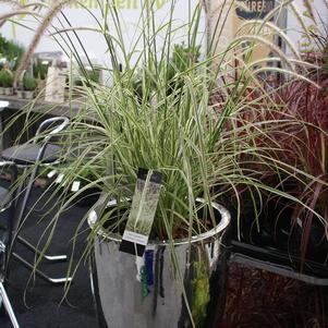 Grass Pennisetum setaceum 'Sky Rocket'