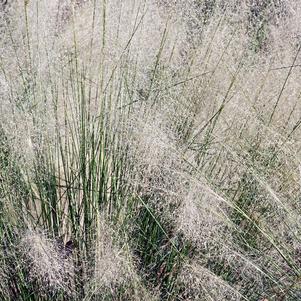 Grass Muhlenbergia capillaris 'White'