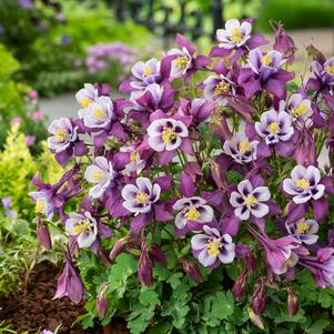Aquilegia 'Earlybird™ Purple White'