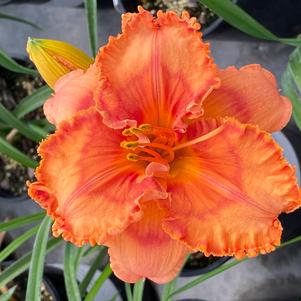 Hemerocallis 'Perceptive'