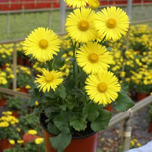 Doronicum orientale 'Little Leo'