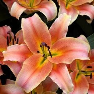 Lilium - OT Hybrid Lily 'Zelmira'