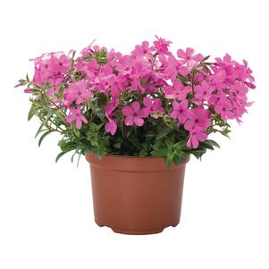 Phlox hybrida 'Woodlander Pink'