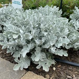 Centaurea ragusina 'Silver Swirl'