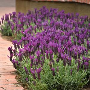 Lavandula stoechas 'Primavera'