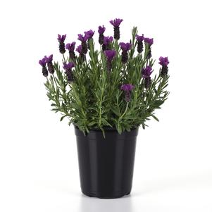 Lavandula stoechas 'Anouk Purple Medley'