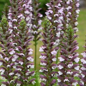 Acanthus mollis 'Morning Candle'