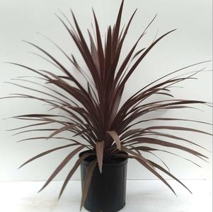 Tropical Cordyline australis 'Red Star'