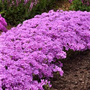 Phlox hybrida 'Candy Cloud™ Pink'