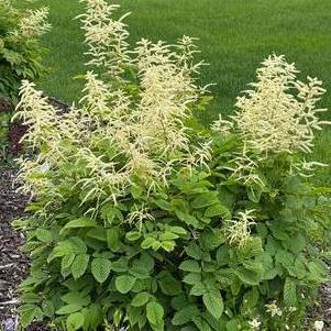 Aruncus dioicus (sylvester)