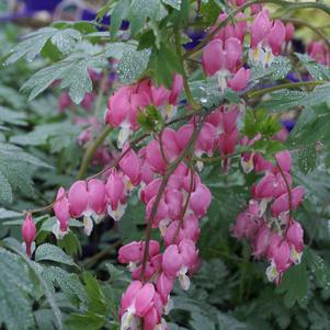 Dicentra spectabilis