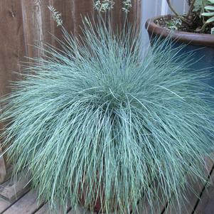 Grass Festuca glauca 'Beyond Blue'