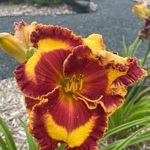 Hemerocallis 'Band of Fire'