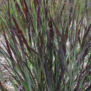 Grass Panicum virgatum 'Blood Brothers'