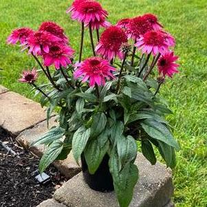 Echinacea 'Double Scoop™ Watermelon Deluxe'