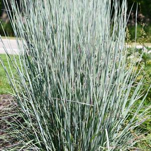 Grass Schizachyrium scoparium 'Sandhill'