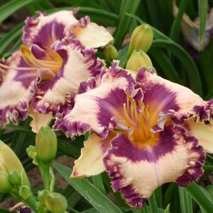 Hemerocallis 'Hanalei Bay'