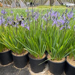Camassia leichtlinii 'Caerulea'