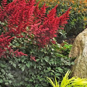 Astilbe arendsii 'Fanal'