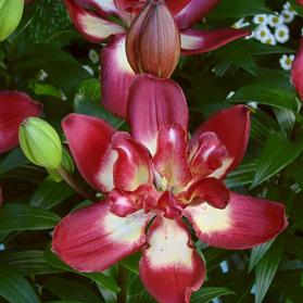 Lilium - Asiatic Lily Double Flowering 'Double Sensation'