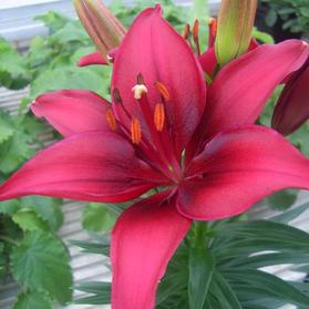 Lilium - Asiatic Pot Lily Looks™ 'Tiny Ghost'