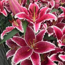 Lilium - Oriental Lily 'Starfighter'